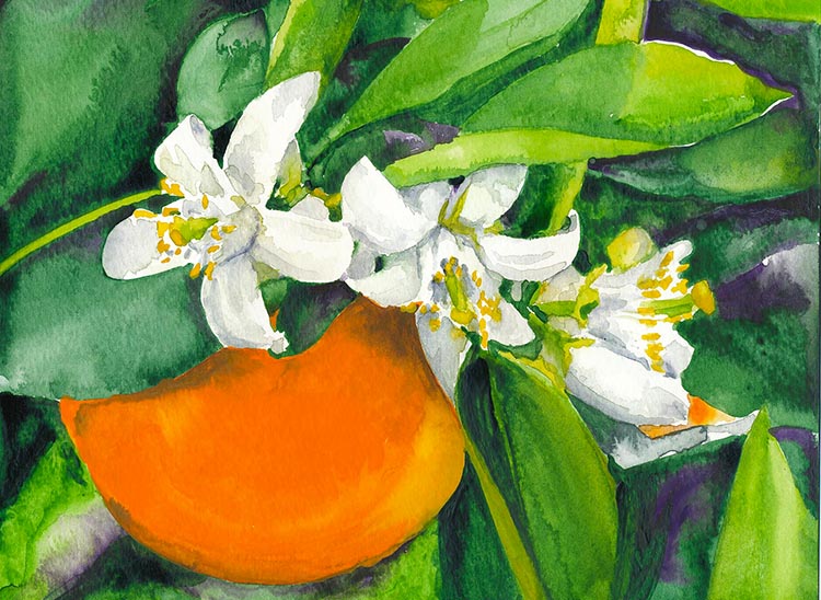 Orange Blossom ©2008, Eric M. Davis